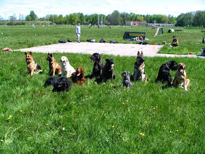 Szkolenie psów AKS Behawiorysta
